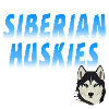 Siberian husky