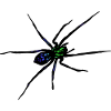 Spinne
