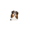 Aussie - Aussie Hund - Australian Shepherd