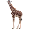 Gina, Giraffe