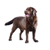 Labrador
