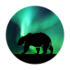 Northern Lights Bear