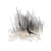 Black Crows Dark Forest