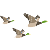 Flying Duck Duck Quak