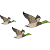 Flying Duck Duck Quak
