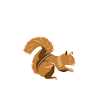 Squirrel Eichhörnchen Dieb Tierpfleger