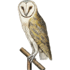 Disegno realistico del gufo - storia naturale