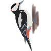 Buntspecht