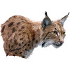 lynx