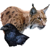 Lynx and crow