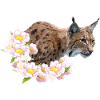 Lynx