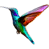 hummingbird