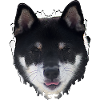 Night Dog Face Design