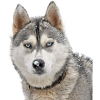 Husky in the snow