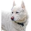 White Husky