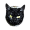 black cat chat noir