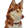 Husky Schneebraun
