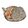 sleeping curled red fox