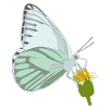 Papillon avec fleur