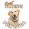 Golden Golden Retriever Dog