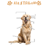 Golden Retriever Chien