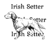 Irish Setter ci-dessus