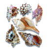 prächtige Muscheln, Sea Shells, Beach