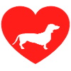 dachshund heart