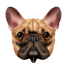 French bulldog cute frenchie bulldogge