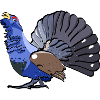 Capercaillie
