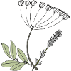 Herbes