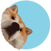 Akita say Hi