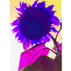 fleur d’été pop Art