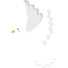 White dove