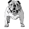 Bulldog Design