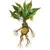 Grim Root Creature Fantasy Design
