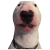 Funny Walter Hund Meme Nelson Hunden