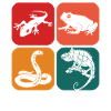 Herpetology Reptile Herping Lizard Herpetologist