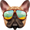 frenchie frenchie bulldog