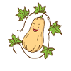 Butternut pumpkin in nature