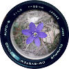 Flower in lens