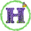 lavender h
