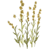 Wilde gelbe Blumen