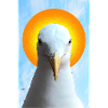 Sun Halo Seagull Portrait