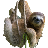 Sloth lovers gift | Sloth Design
