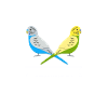 Budgerigar Budgerigars Budgerigar