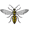 wasp