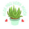 Aloe Vera Sukkulente