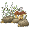Igel