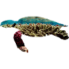 Schildkröte Korallenriff